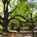 Students walk under the branches of a vibrant green tree on a sunny day.