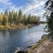 Evergreen trees line the bank of a blue river on a sunny day.