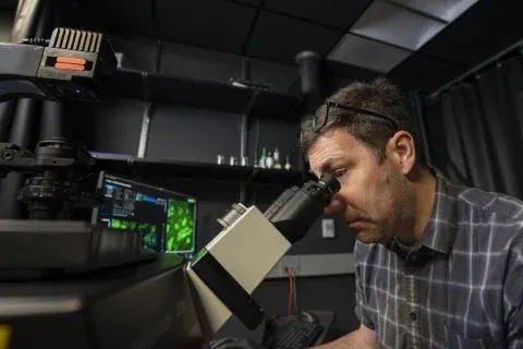 A person looks into the lenses of a microscope.