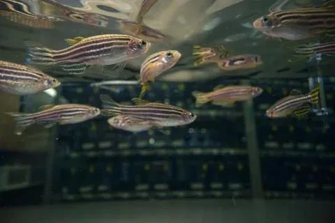 A close up view of zebrafish in a tank.