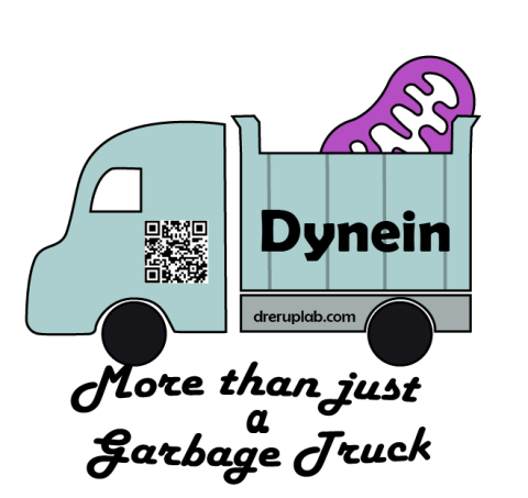 "Dynein: More than just a garbage truck"