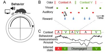 BRAIN collaboration figure