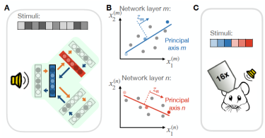 Three figures, labeled ABC, illustrating multiple input pathways for sound (A), a mathematical model of sound representation and learning in the striatum (B), and a drawing of a mouse listening to acoustic stimuli (C).