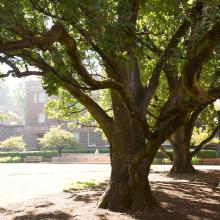 Large trees line a sidewalk on the Eugene campus of the University of Oregon.