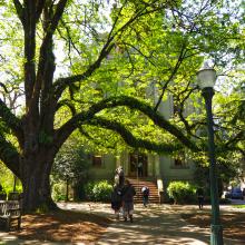 Students walk under the branches of a vibrant green tree on a sunny day.