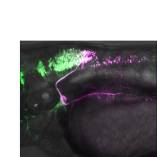 Image for 1/30 ION Seminar “ Vagus nerve development: a transcriptional code for viscerotopy?”