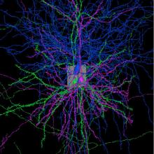 Neuroglancer