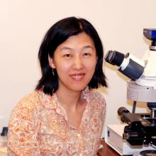 Dr. Yi Zuo sitting at a microscope