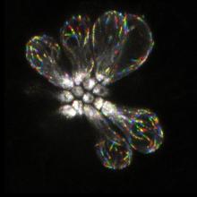 Dynamic networks in hair cells