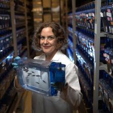 Lavinia Sheets in a zebrafish facility at Washington University