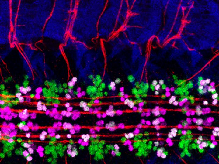 Developmental Biology