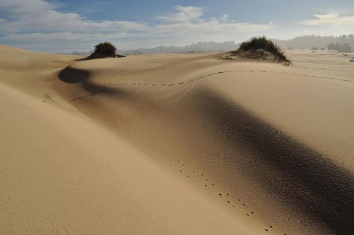 Oregon Dunes