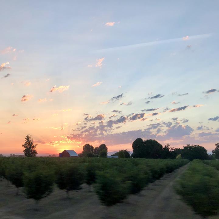 The sun sets behind a red barn on an orchard.