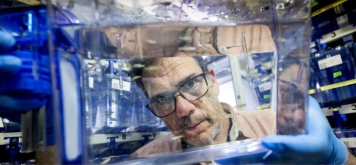 Rui Oliveira through the zebrafish glass