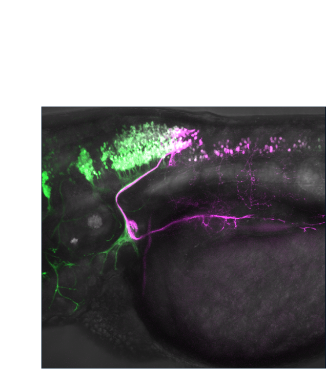 Image for 1/30 ION Seminar “ Vagus nerve development: a transcriptional code for viscerotopy?”