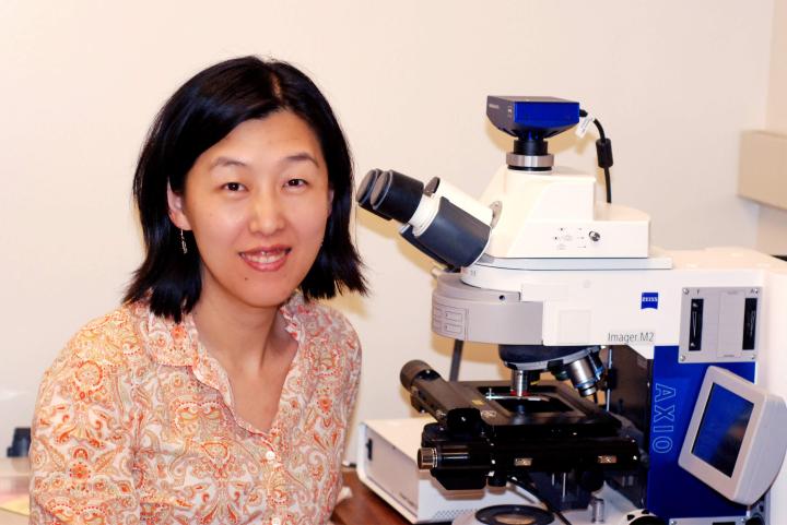 Dr. Yi Zuo sitting at a microscope