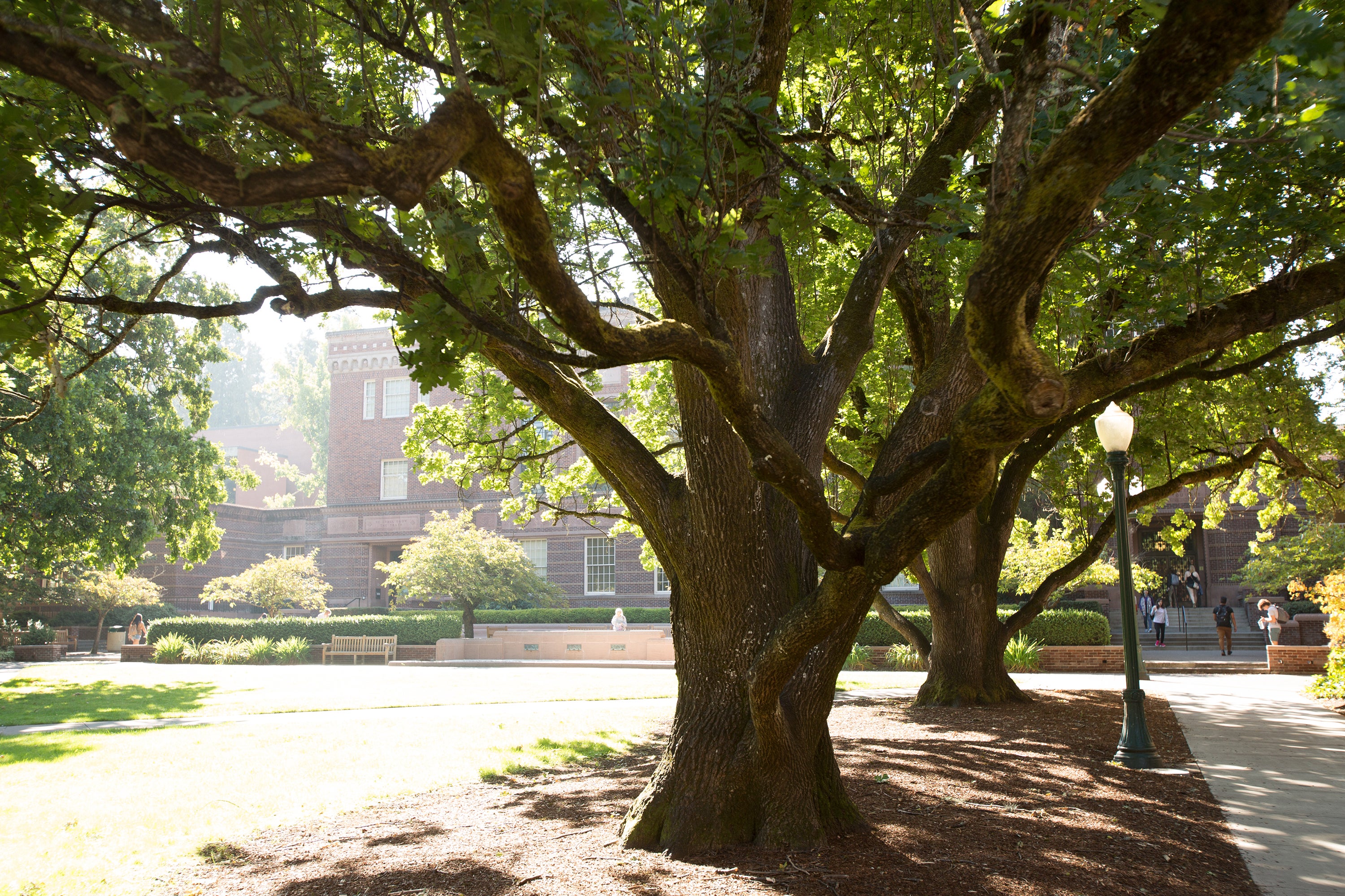 Campus Tree Photo