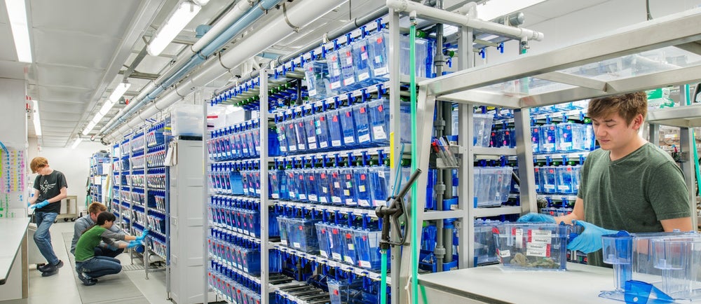 uo_zebrafish_facility_2 Zebrafish Facility