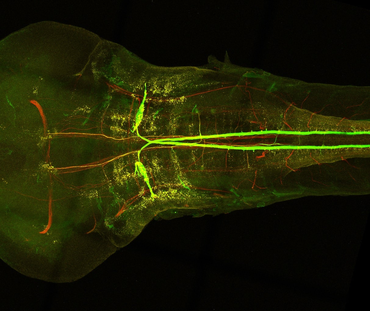 zebrafish neurons