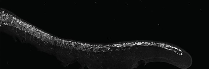 22_rachellukowicz_crop zebrafish