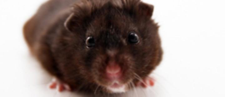 animal_care_services2 ACS