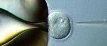 transgenic_mouse_3_0 Histology and Genetic Modifications Core