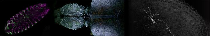 Developmental Biology Image Gallery